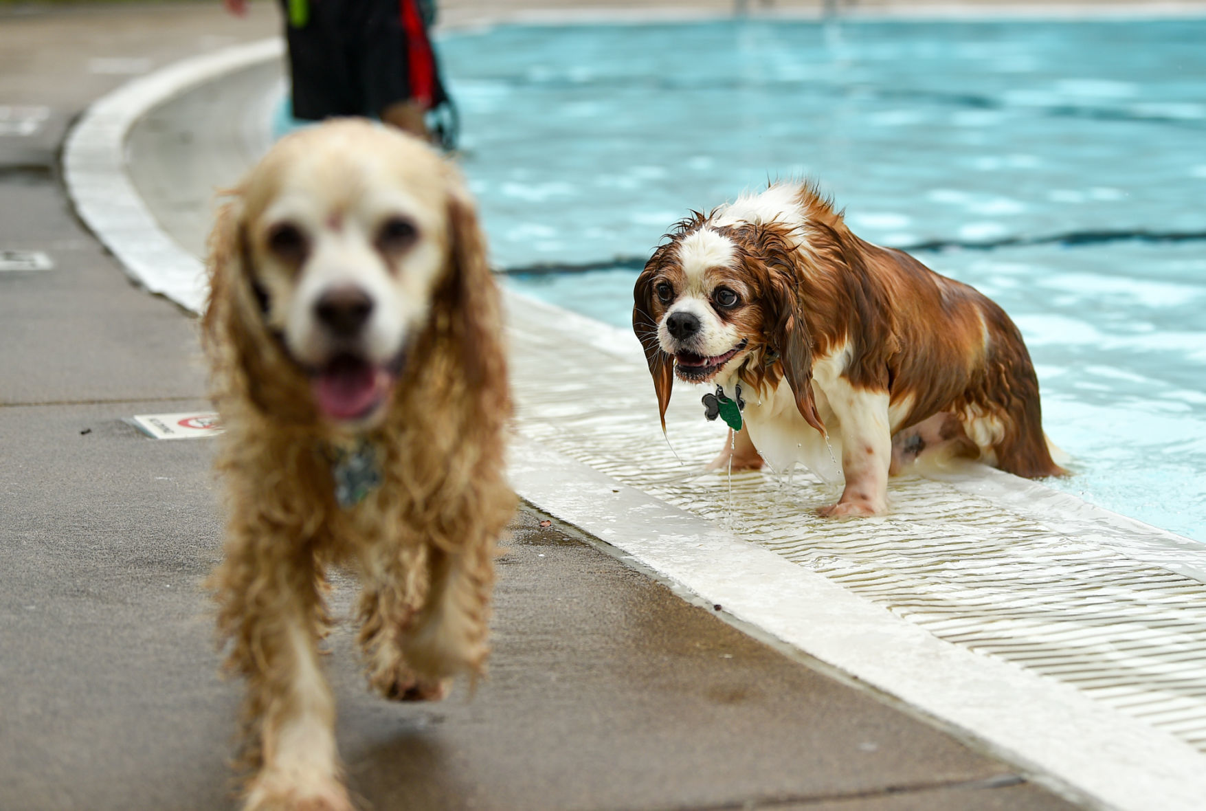 081919-mda-nws-furfriends-041a.JPG